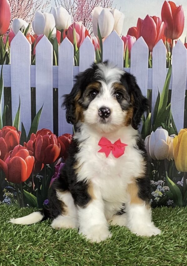 Ms. Izzy the  Mini-Bernedoodle puppy