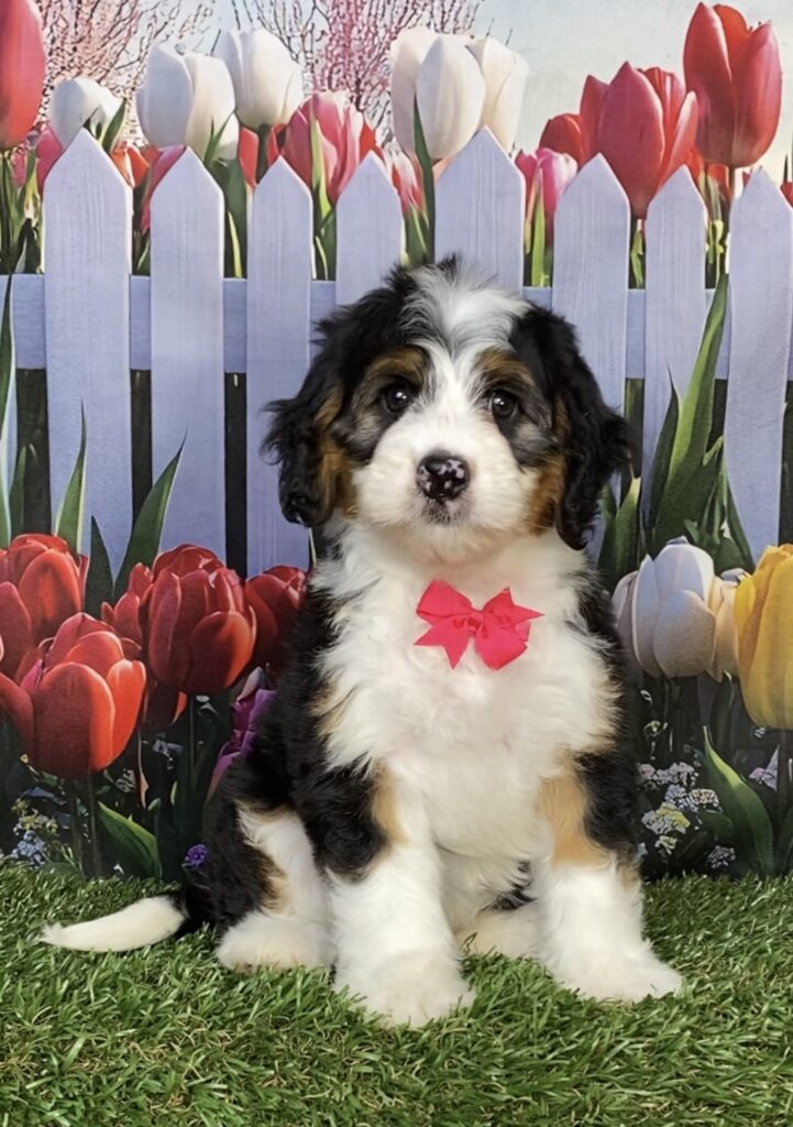 Photo of Ms. Izzy the Mini-Bernedoodle puppy