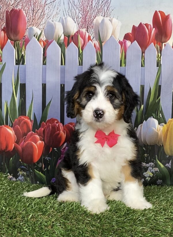 Photo of Ms. Izzy the Mini-Bernedoodle puppy