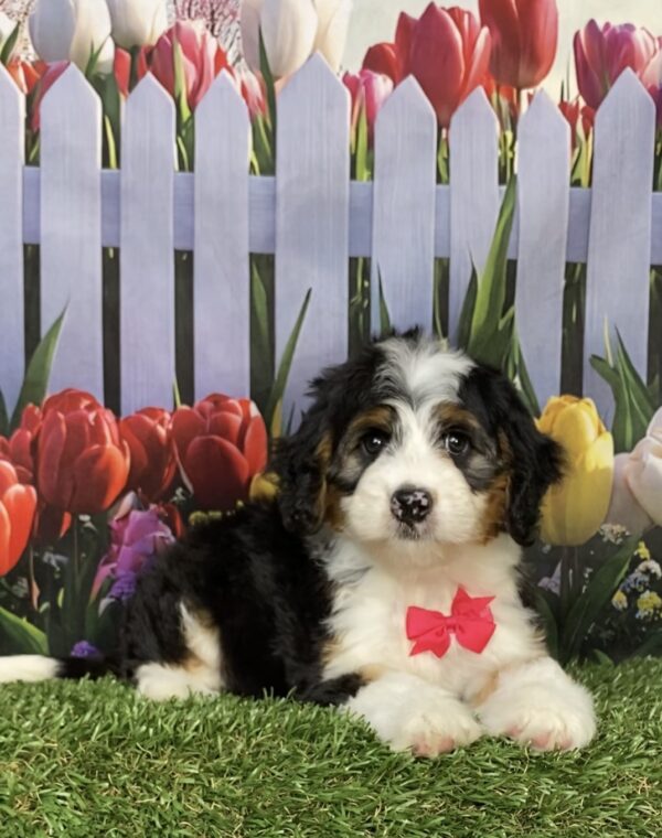 Photo of Ms. Izzy the Mini-Bernedoodle puppy