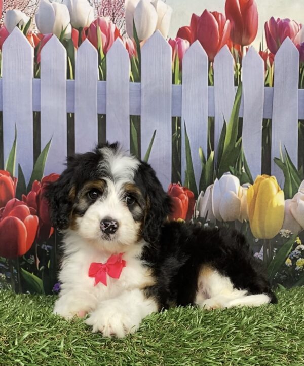 Photo of Ms. Izzy the Mini-Bernedoodle puppy