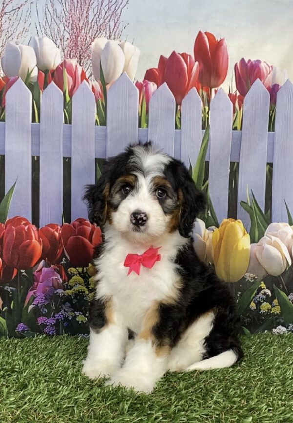 Photo of Ms. Izzy the Mini-Bernedoodle puppy