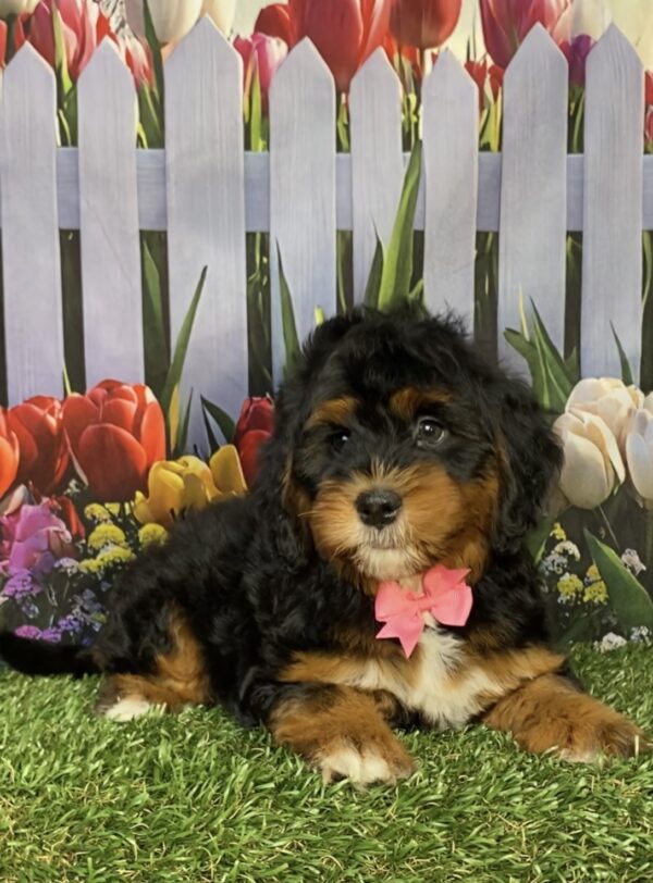 Photo of Ms. Janice the Mini-Bernedoodle puppy