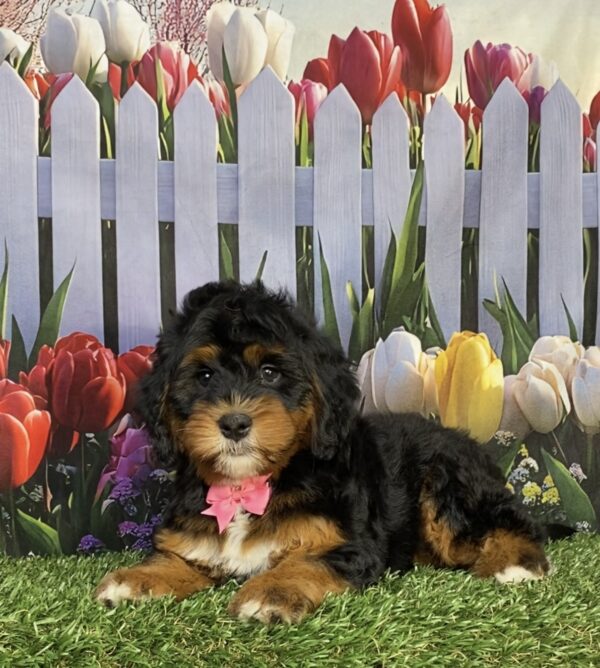 Photo of Ms. Janice the Mini-Bernedoodle puppy
