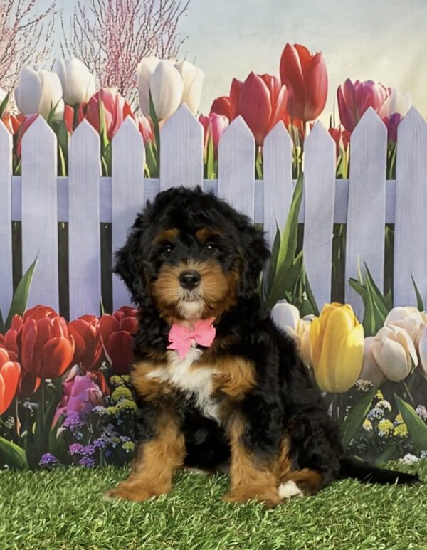 Photo of Ms. Janice the Mini-Bernedoodle puppy
