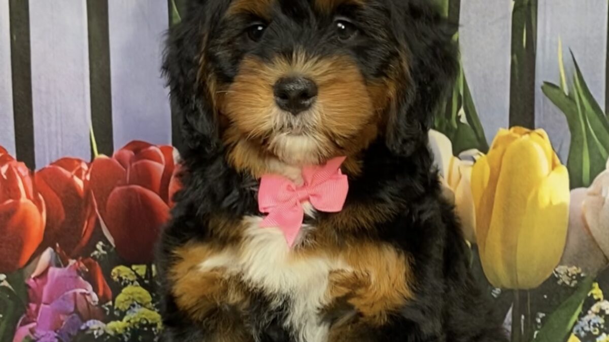 Ms. Janice The Mini-Bernedoodle | The Bernedoodles