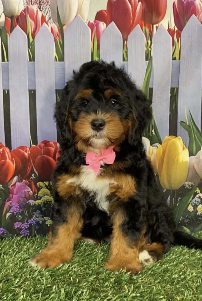 Photo of Ms. Janice the Mini-Bernedoodle puppy