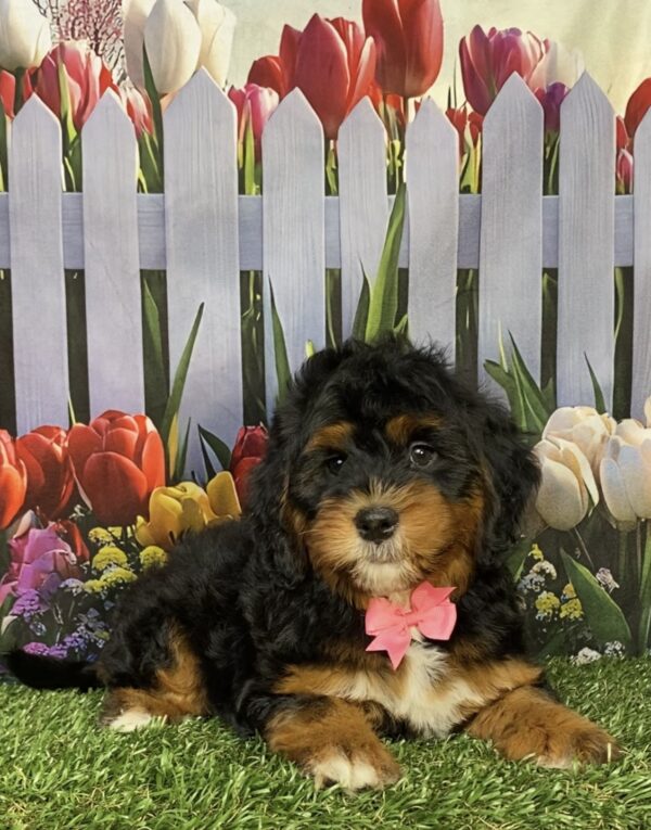 Photo of Ms. Janice the Mini-Bernedoodle puppy