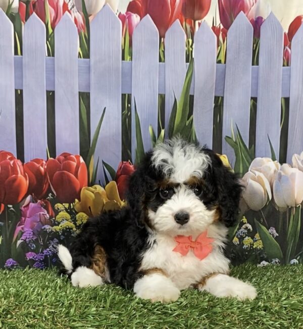 Ms. Jennifer the  Mini-Bernedoodle puppy