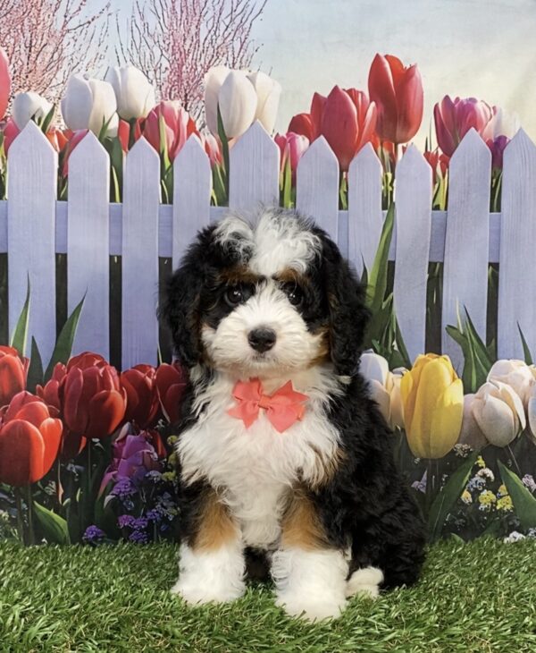 Photo of Ms. Jennifer the Mini-Bernedoodle puppy