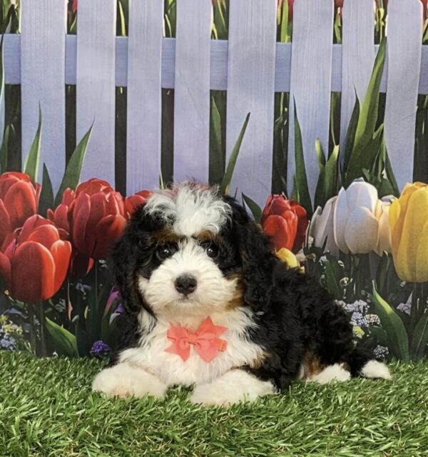 Photo of Ms. Jennifer the Mini-Bernedoodle puppy