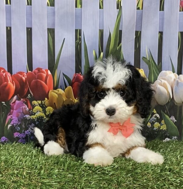Photo of Ms. Jennifer the Mini-Bernedoodle puppy