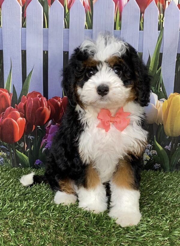 Ms. Jennifer the Mini-Bernedoodle puppy