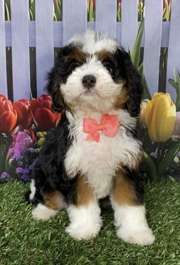 Photo of Ms. Jennifer the Mini-Bernedoodle puppy