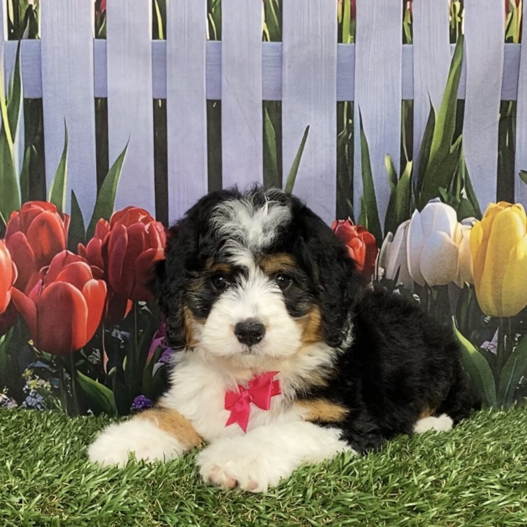 Photo of Ms. Joy the Mini-Bernedoodle puppy