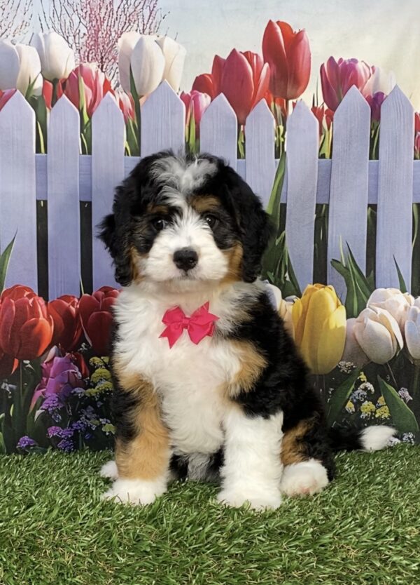 Photo of Ms. Joy the Mini-Bernedoodle puppy