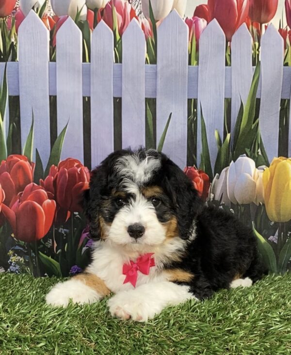 Photo of Ms. Joy the Mini-Bernedoodle puppy