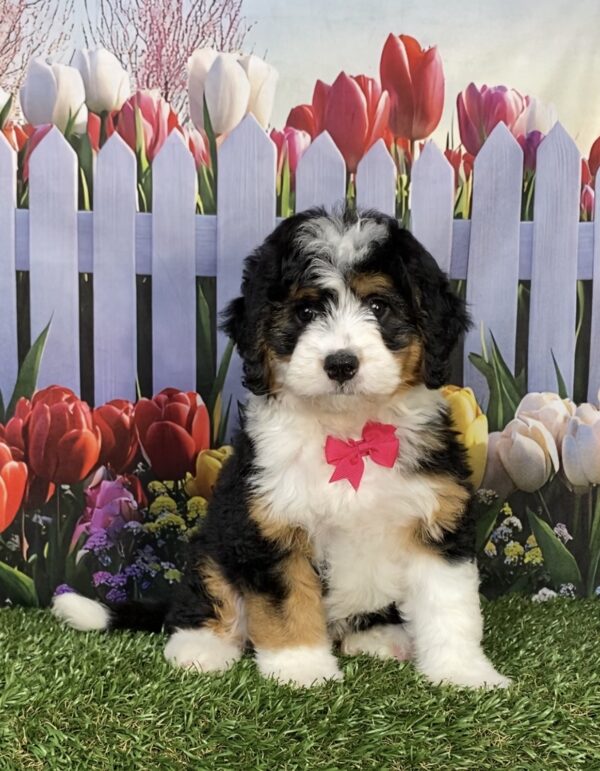 Photo of Ms. Joy the Mini-Bernedoodle puppy