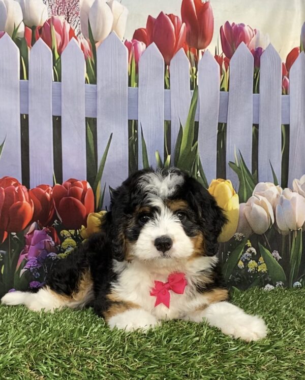 Photo of Ms. Joy the Mini-Bernedoodle puppy