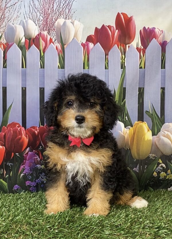 Ms. Kate the  Mini-Bernedoodle puppy