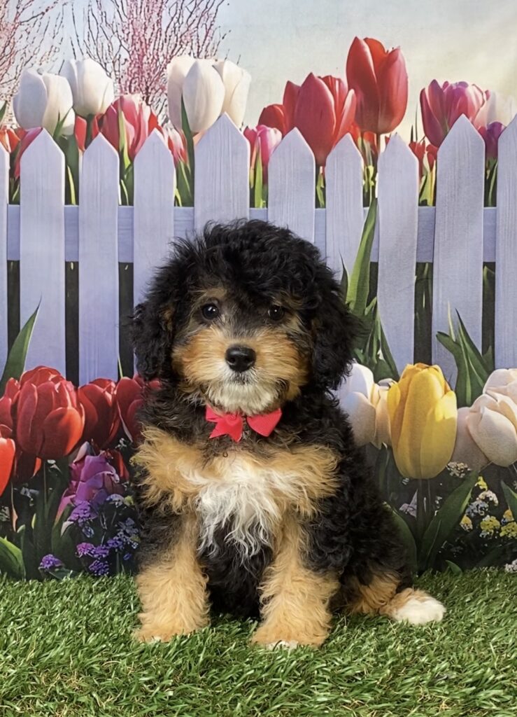 Photo of Ms. Kate the Mini-Bernedoodle puppy