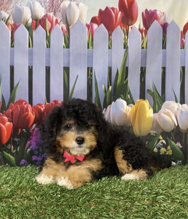 Photo of Ms. Kate the Mini-Bernedoodle puppy