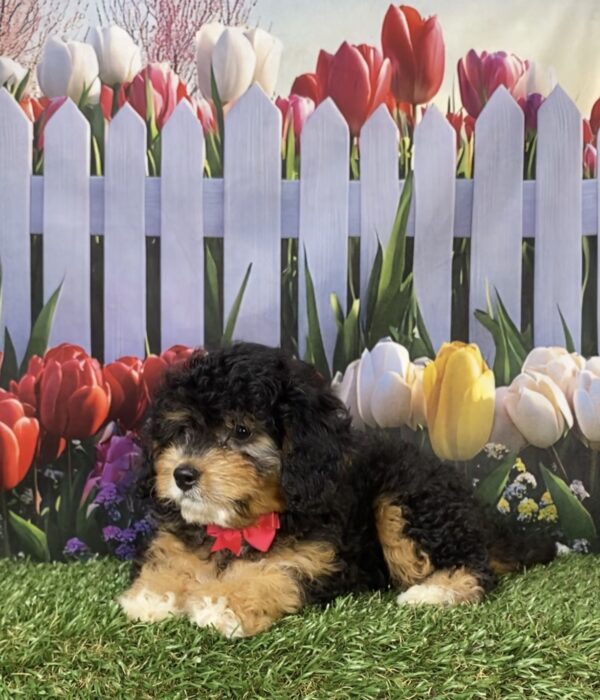 Photo of Ms. Kate the Mini-Bernedoodle puppy