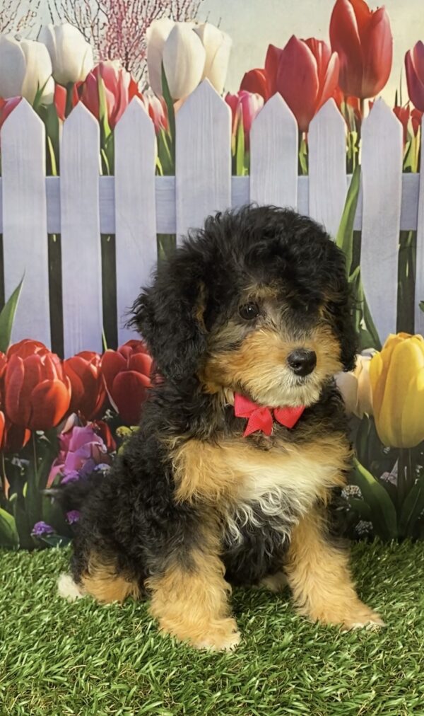Photo of Ms. Kate the Mini-Bernedoodle puppy