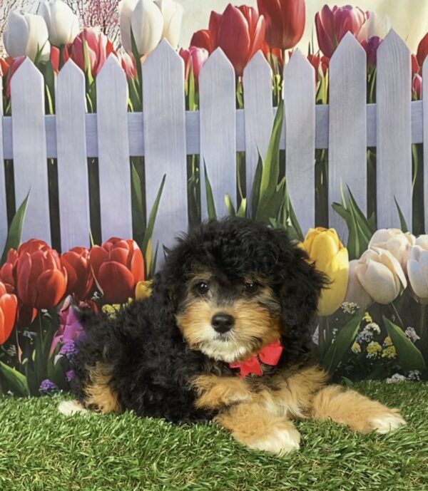 Photo of Ms. Kate the Mini-Bernedoodle puppy
