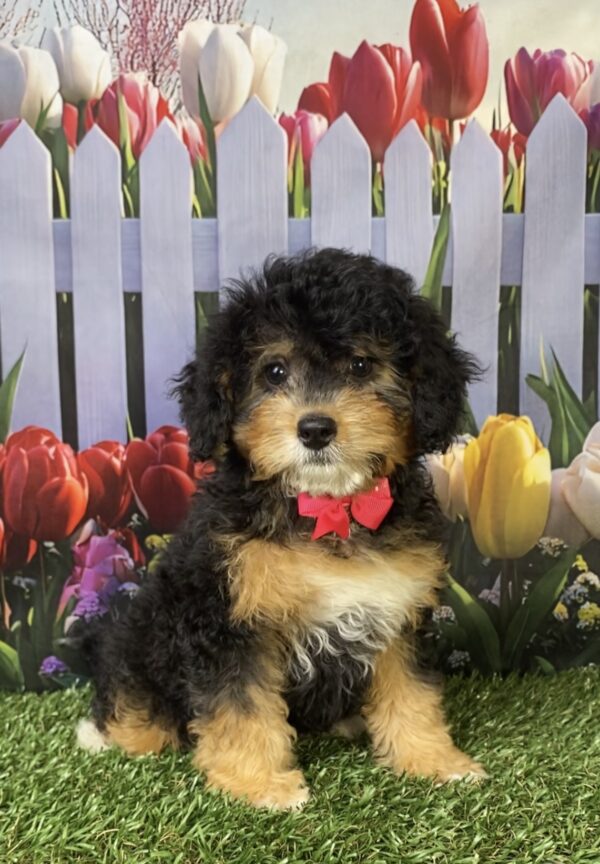Photo of Ms. Kate the Mini-Bernedoodle puppy