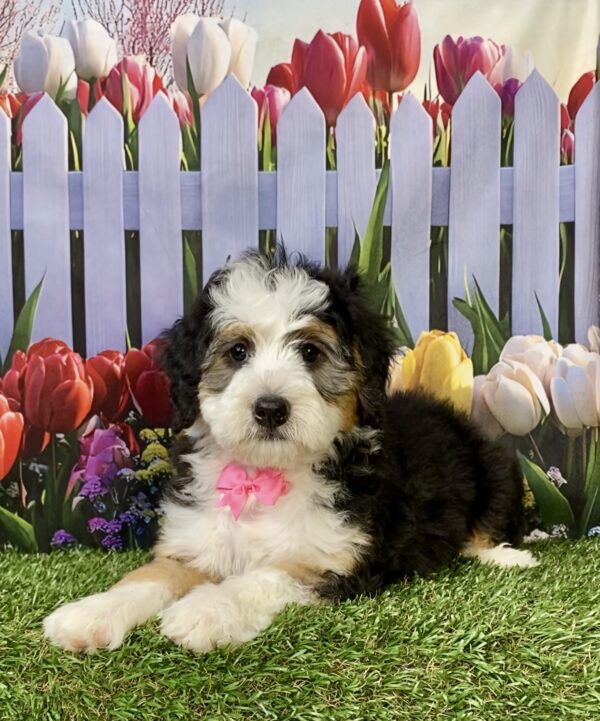 Ms. Kim the  Mini-Bernedoodle puppy