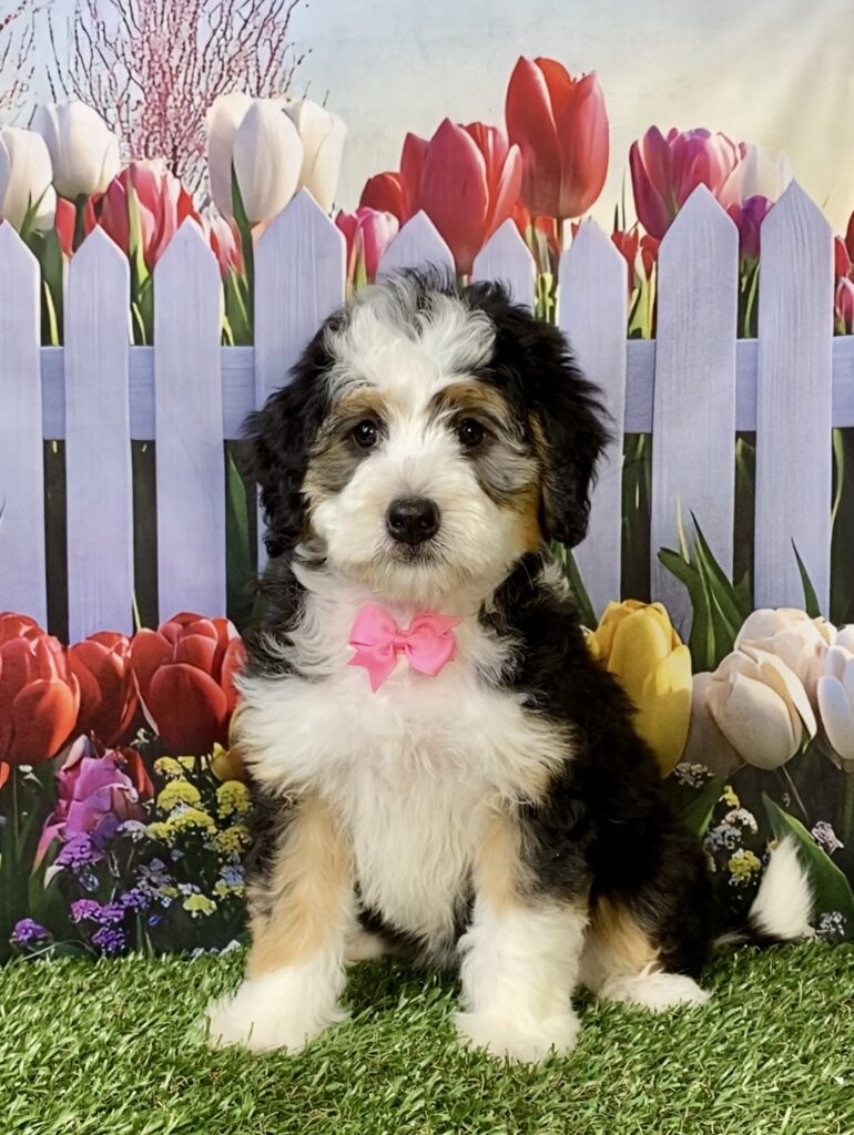 Photo of Ms. Kim the Mini-Bernedoodle puppy