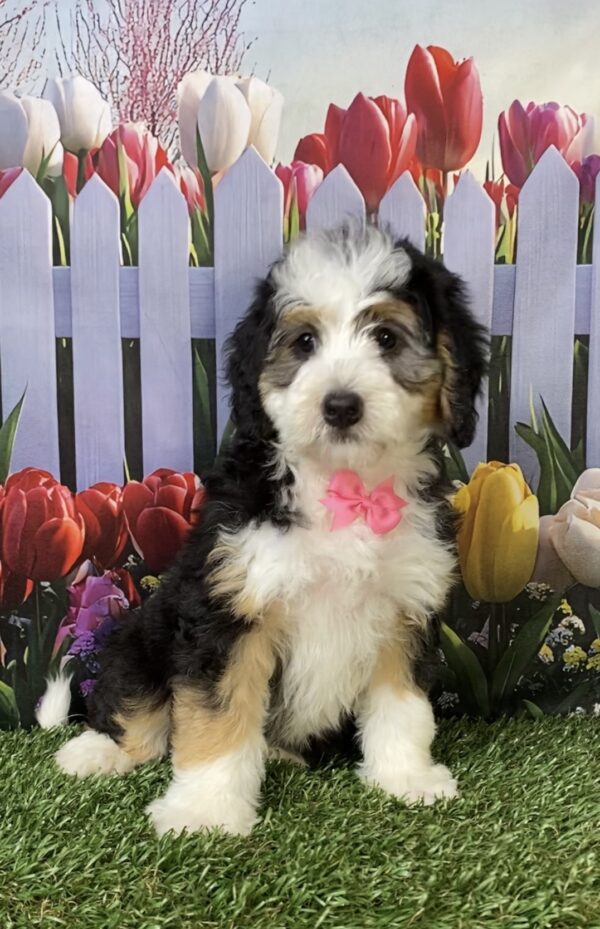 Photo of Ms. Kim the Mini-Bernedoodle puppy