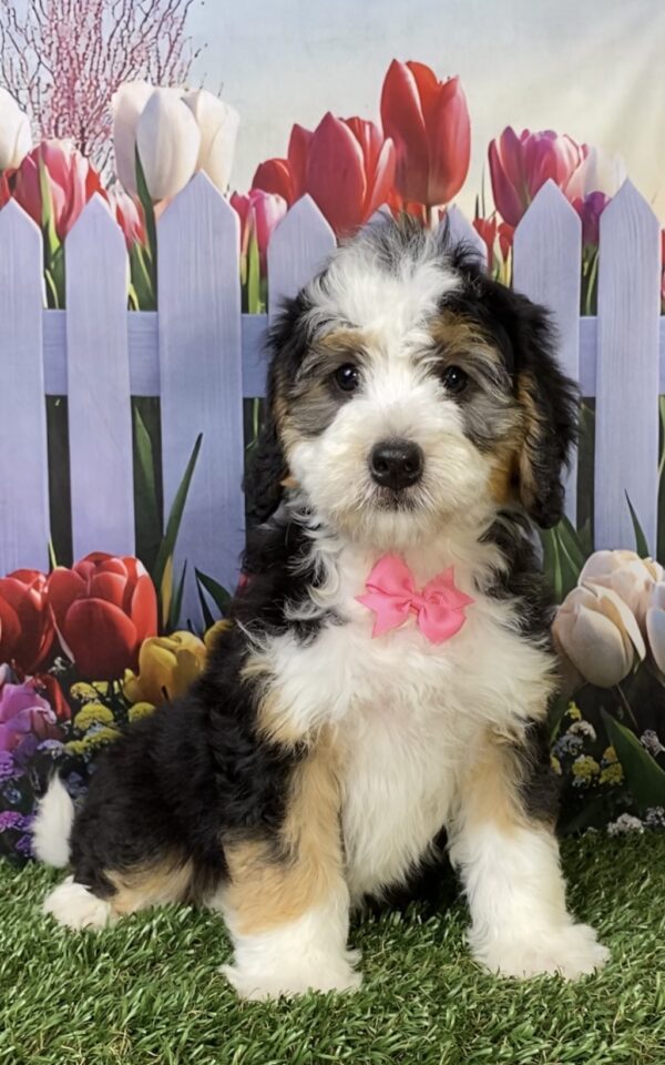 Photo of Ms. Kim the Mini-Bernedoodle puppy