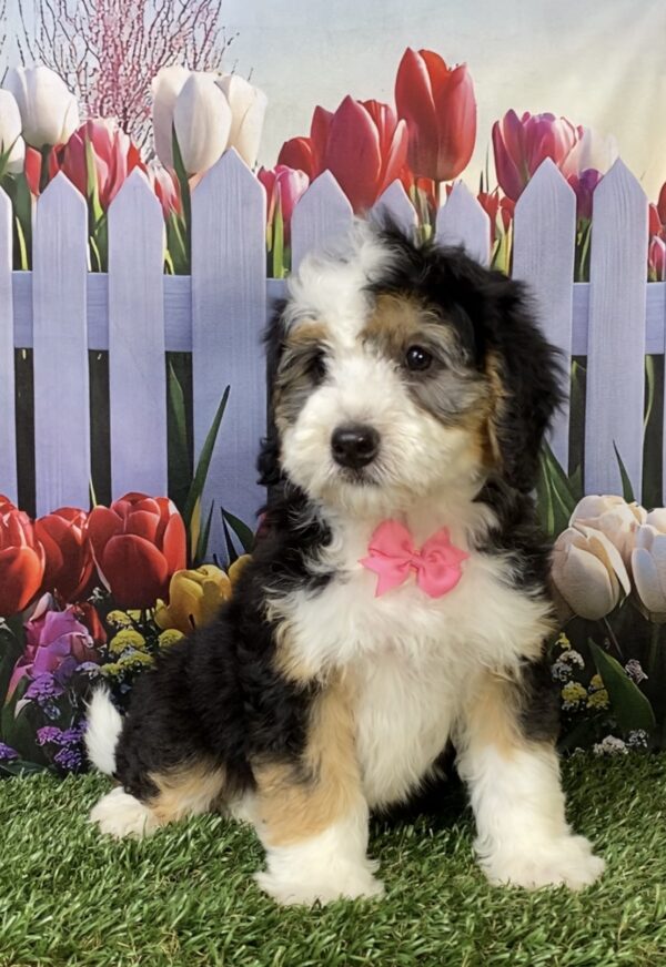 Photo of Ms. Kim the Mini-Bernedoodle puppy