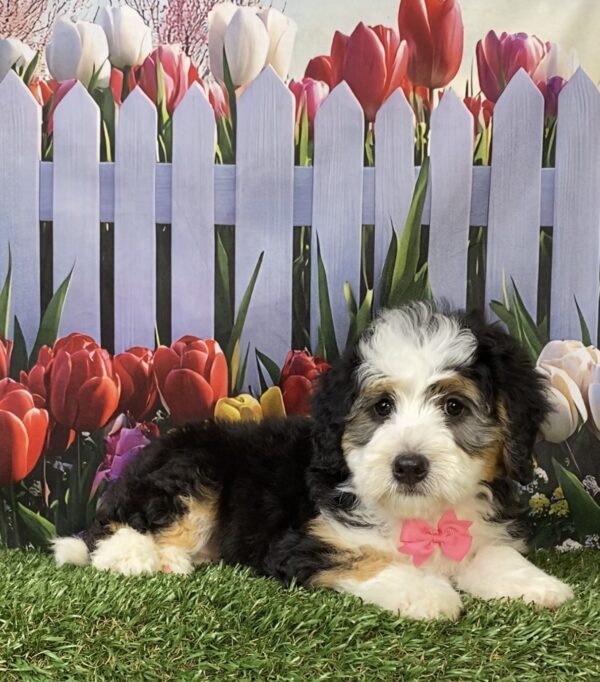 Photo of Ms. Kim the Mini-Bernedoodle puppy
