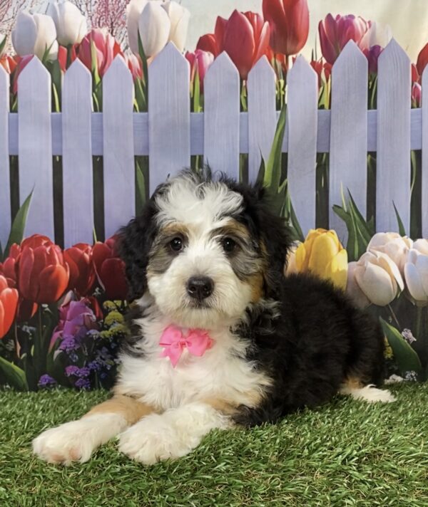Photo of Ms. Kim the Mini-Bernedoodle puppy