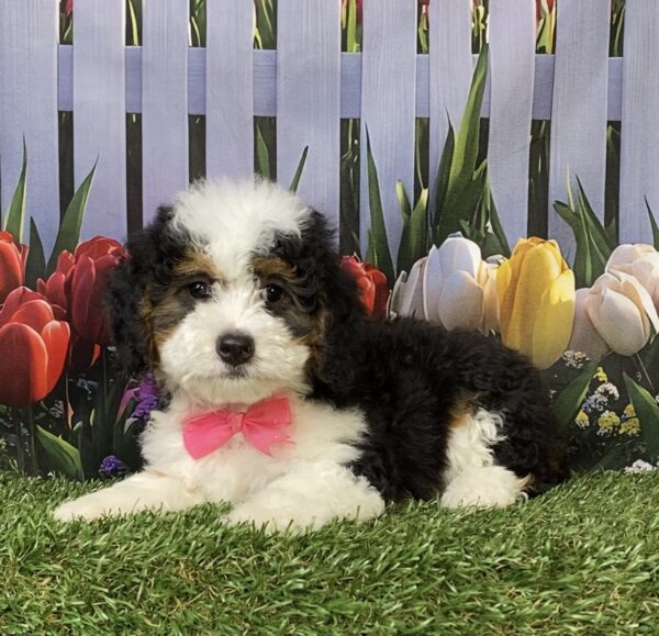 Ms. Kris the  Mini-Bernedoodle puppy