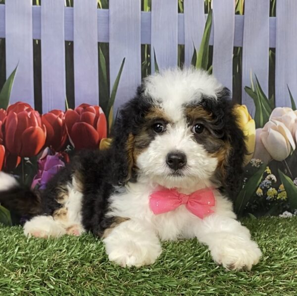 Photo of Ms. Kris the Mini-Bernedoodle puppy