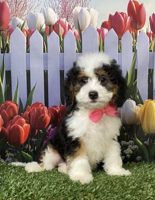 Photo of Ms. Kris the Mini-Bernedoodle puppy