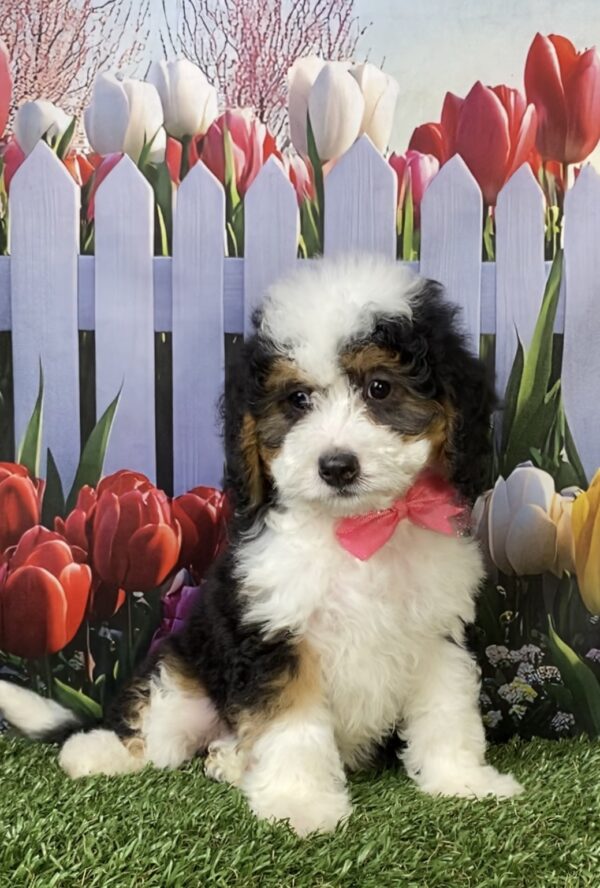 Photo of Ms. Kris the Mini-Bernedoodle puppy