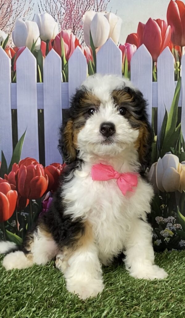 Photo of Ms. Kris the Mini-Bernedoodle puppy