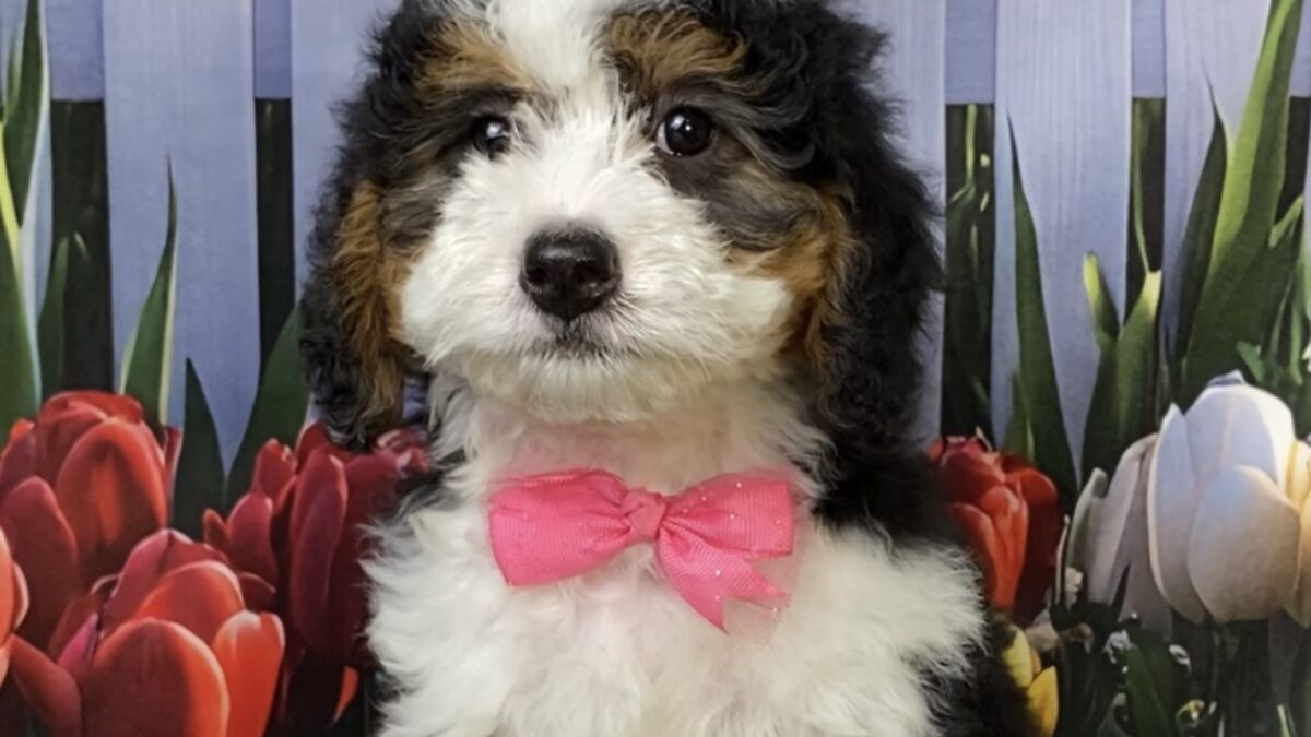 Ms. Kris The Mini-Bernedoodle | The Bernedoodles