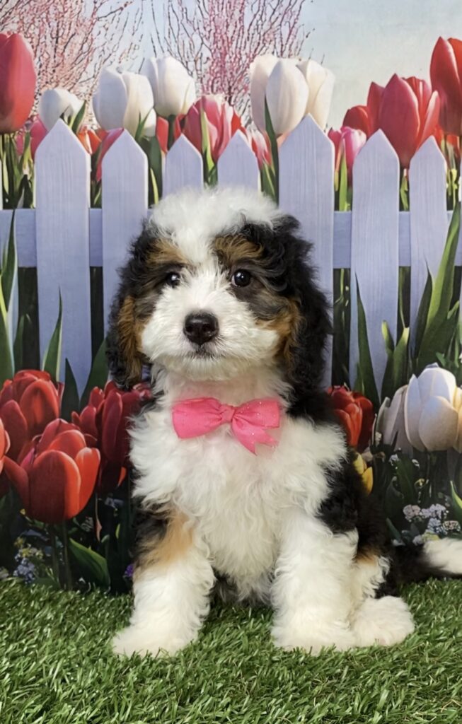 Photo of Ms. Kris the Mini-Bernedoodle puppy