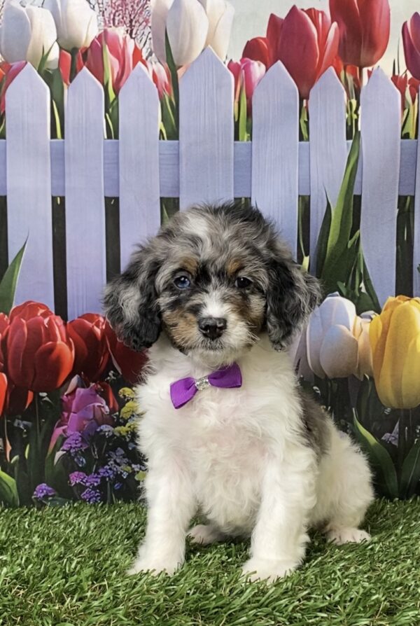 Photo of Ms. Laura the F1B Mini-Bernedoodle puppy