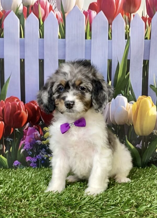 Photo of Ms. Laura the F1B Mini-Bernedoodle puppy