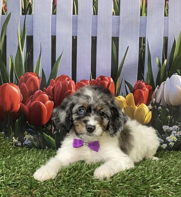 Photo of Ms. Laura the F1B Mini-Bernedoodle puppy