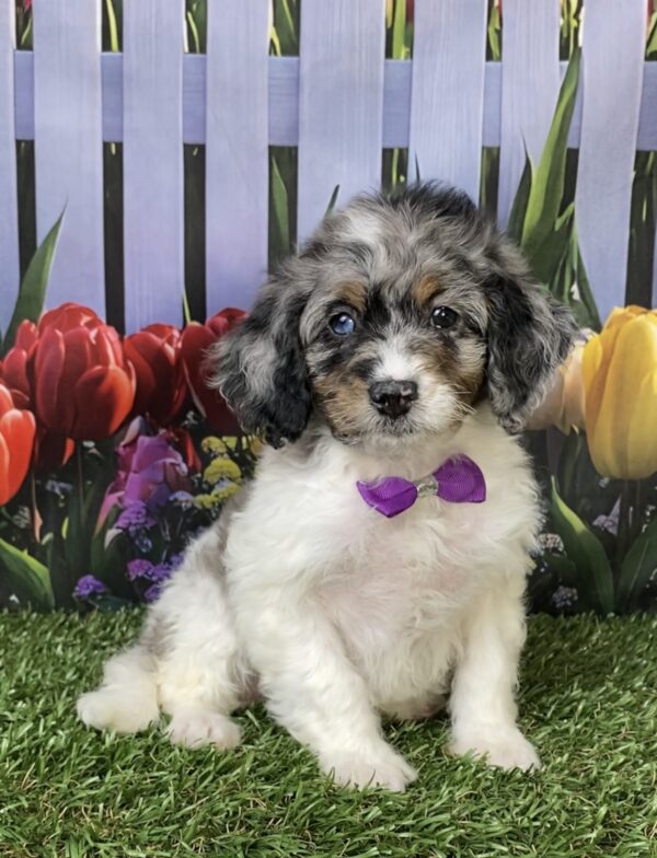 Photo of Ms. Laura the F1B Mini-Bernedoodle puppy