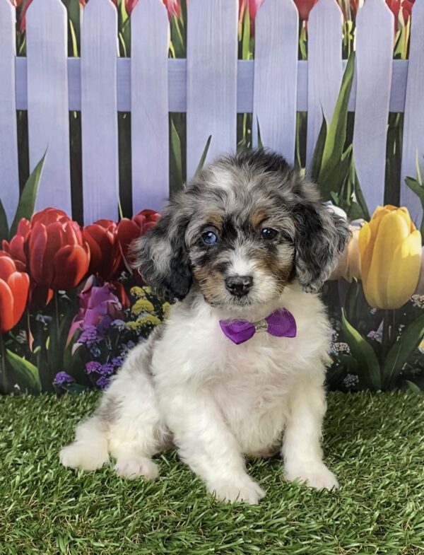 Photo of Ms. Laura the F1B Mini-Bernedoodle puppy