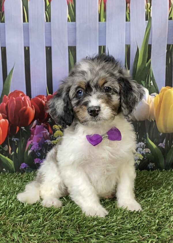 Photo of Ms. Laura the F1B Mini-Bernedoodle puppy